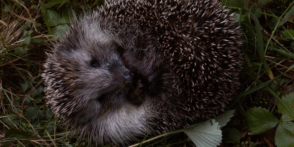 Sünbarát kertgondozás: így óvhatjuk meg a rejtőzködő kisemlősöket