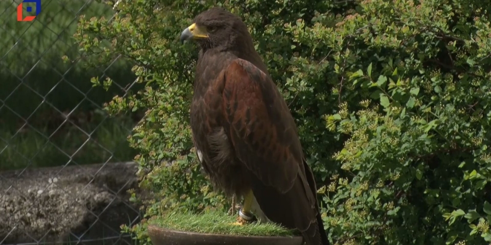 Híradó 2026.04.28.