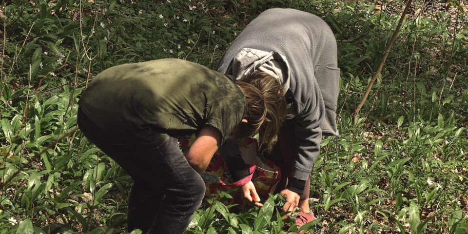 Itt a medvehagymaszezon  mutatjuk, mire figyeljünk a gyűjtésnél