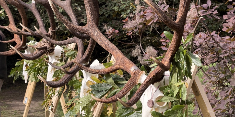 Agancsok, agyarak és egy baráti társaság  trófeamustra a Bakony-alján