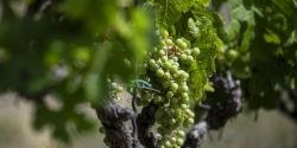 Somlói Borvidék Hegyközsége: tiszta lapokkal játszunk