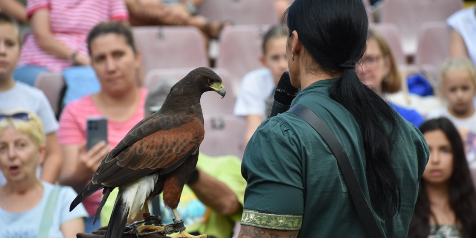 A világ leggyorsabb madara Pápán