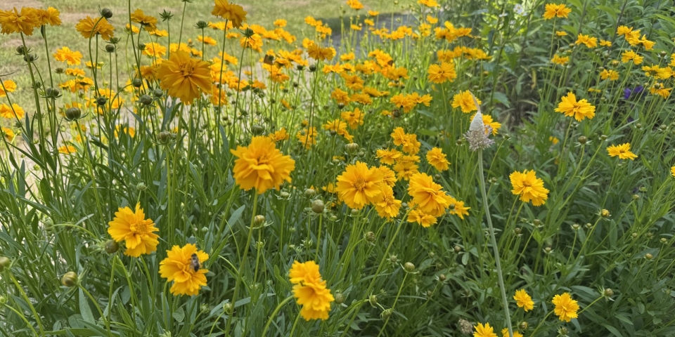 Kié Pápa legszebb virágoskertje? - Nevezéseket várnak a város szépítőinek versenyére