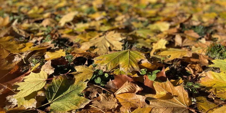 Őszi avar és a krizantémok második élete 