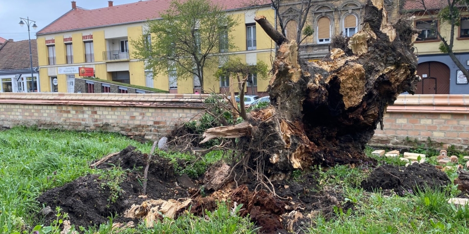 Csak látszólag volt egészséges a kidőlt fa