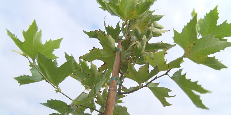 Szabadgyökerű vagy földlabdás?