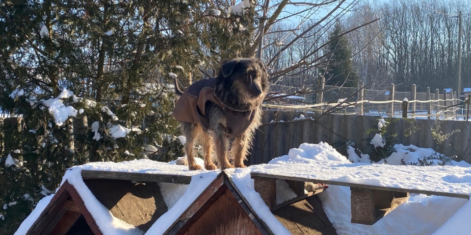 Második esély a fagyos napokon is