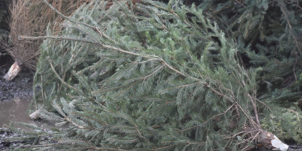 A Közszolg házhoz megy a karácsonyfákért