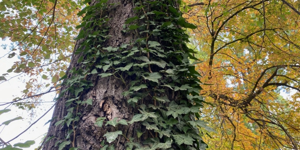 Borostyánmentesítés a Várkertben - közösségi összefogás indul