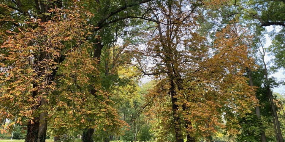 Közösségi zöldítésekre hívja a pápaiakat Németh Kornél főkertész