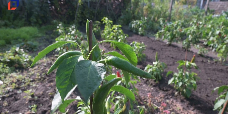 Híradó 2025.10.02.