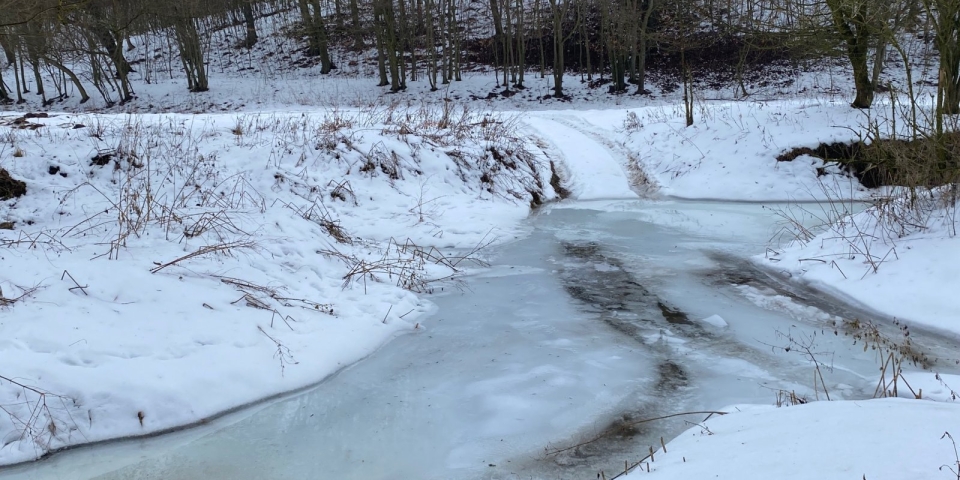 Dermesztő védelem: Hogyan készíti fel a tél az erdőt a tavaszi megújulásra?