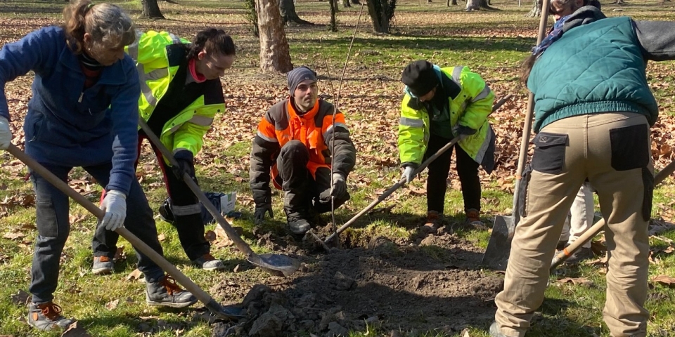 Negyven új fa erősíti a Várkert zöldjét