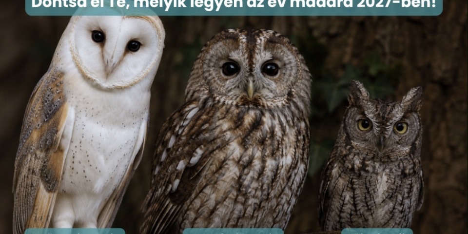 Rejtőzködő ragadozók a figyelem középpontjában