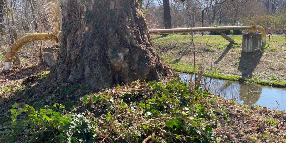 Borostyán: szép dísz vagy veszélyes teher?