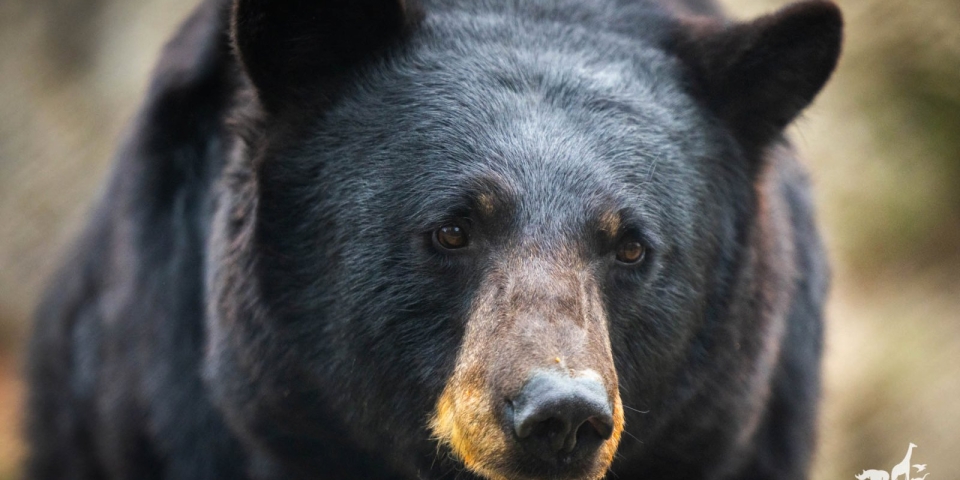 Megszületett a medvejóslat  örülhetünk vagy didereghetünk még?