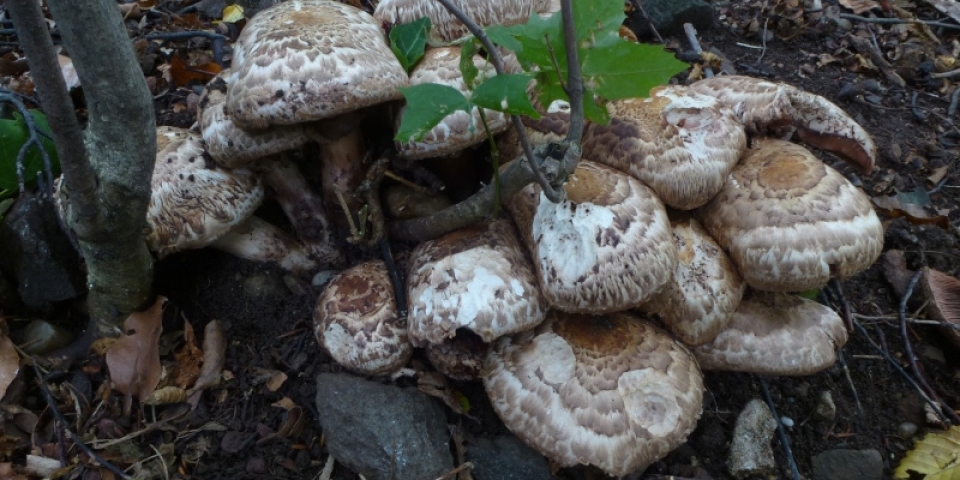 Szoros versenyben nyert a csoportos csiperke 