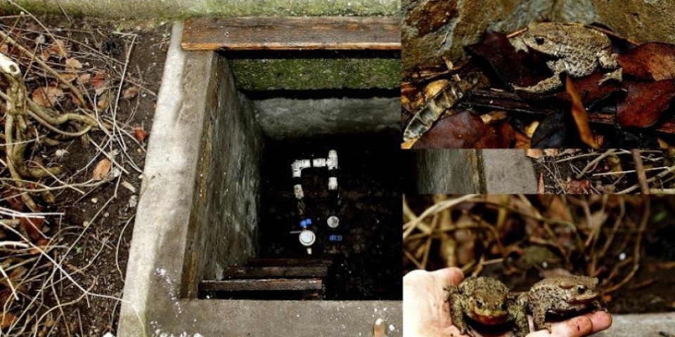 Csapdába esett békák  Kis odafigyeléssel életeket menthetünk