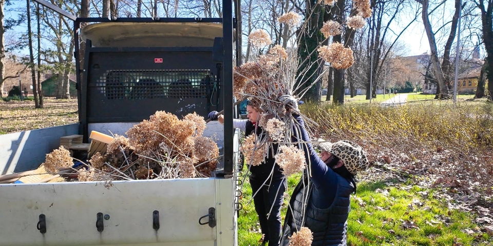 Hortenzia a kertbe - bárki kaphat a dugványokból