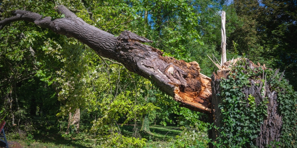 Viharkárok  Keddig ne menjünk a közparkokba!