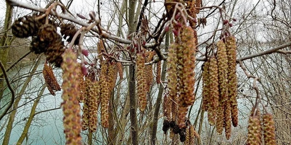 Elindult az Év fája szavazás  idén jubileumi alkalommal