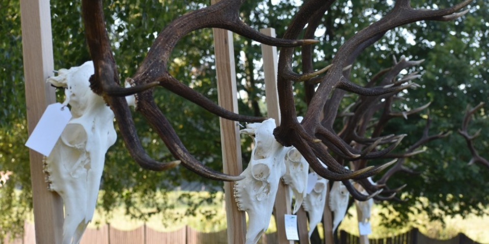 Trófeaszemlével zárta sikeres gímbikaszezonját a Bakonyerdő