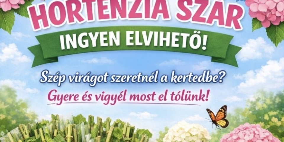Még elérhetők a hortenzia dugványok