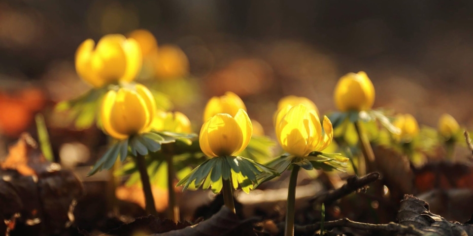 Sárga szőnyeg: Megérkezett a kikeletnyitó téltemető!