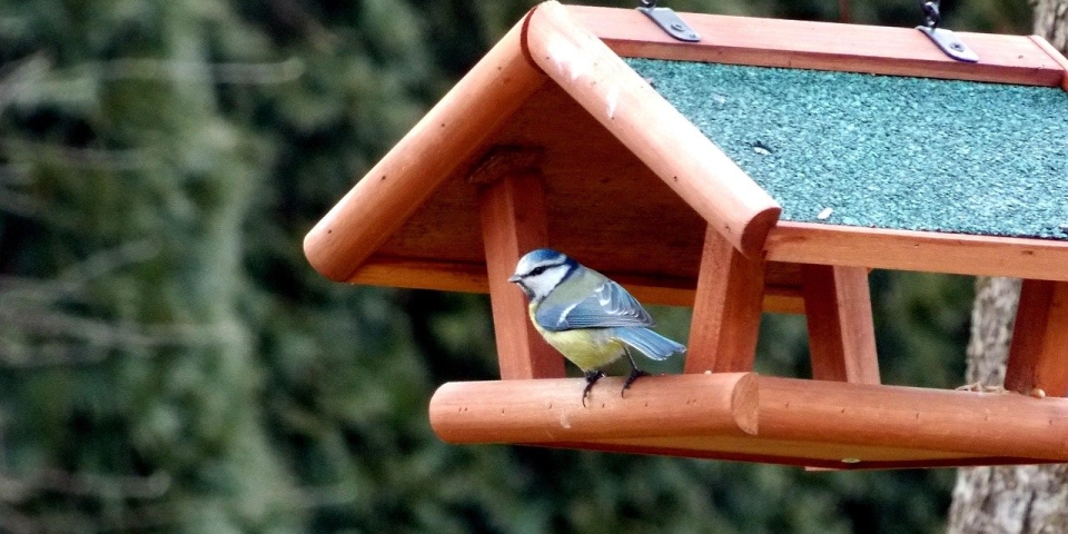 Nyissunk madárvendéglőt!